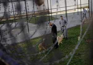 detenus-et-chiens-le-7-fevrier-2016-dans-la-prison-de-debrecen-en-hongrie